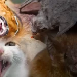 Confirman muerte por rabia en Colima; el estado rompe 38 años sin casos humanos